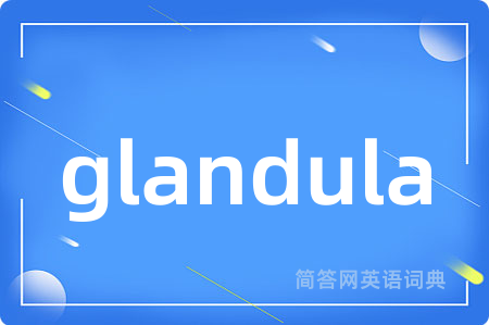 glandula是什么意思,glandula的中文翻译 glandula