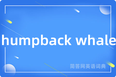 humpback whale是什么意思,humpback whale的中文翻译 humpback whale