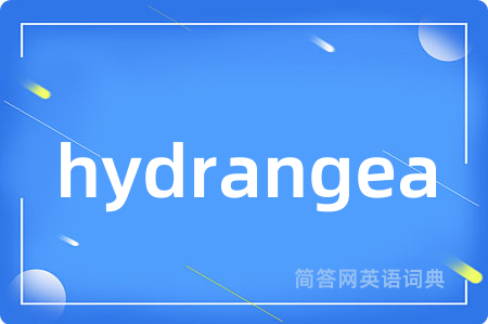 hydrangea