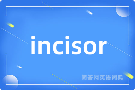incisor是什么意思,incisor的中文翻译 incisor