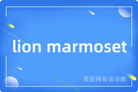 lion marmoset