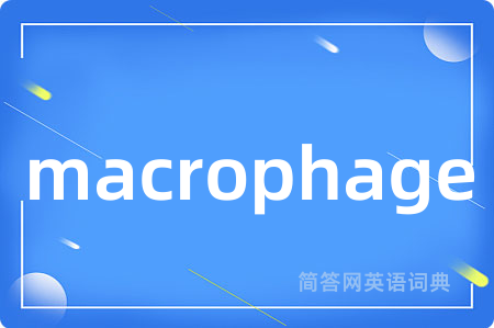 macrophage
