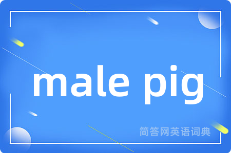 male pig