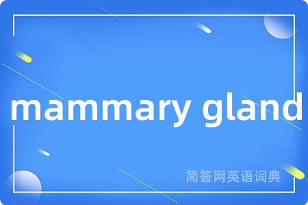 mammary gland