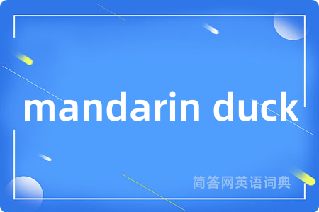 mandarin duck