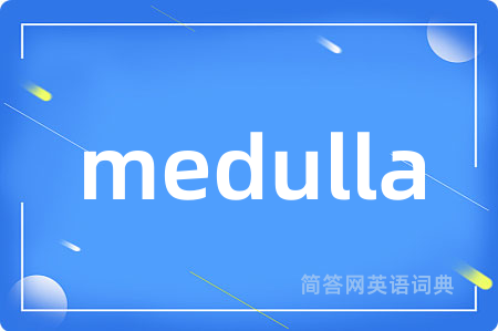 medulla是什么意思,medulla的中文翻译 medulla