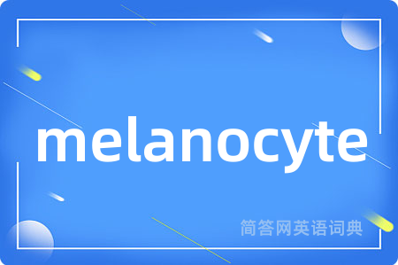 melanocyte是什么意思,melanocyte的中文翻译 melanocyte