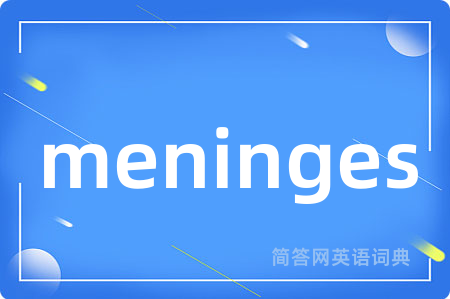 meninges