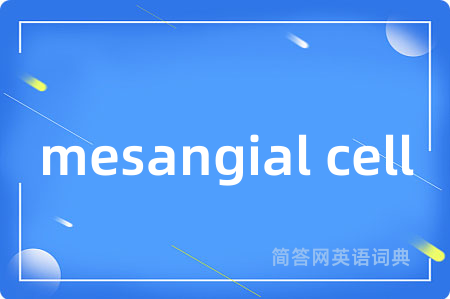 mesangial cell是什么意思,mesangial cell的中文翻译 mesangial cell