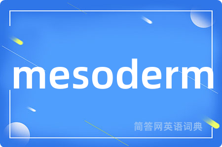 mesoderm是什么意思,mesoderm的中文翻译 mesoderm