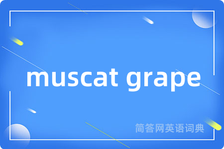 muscat grape是什么意思,muscat grape的中文翻译 muscat grape