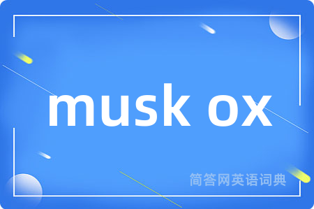 musk ox