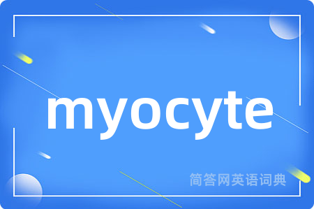 myocyte