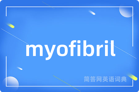 myofibril