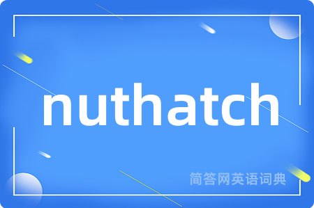 nuthatch