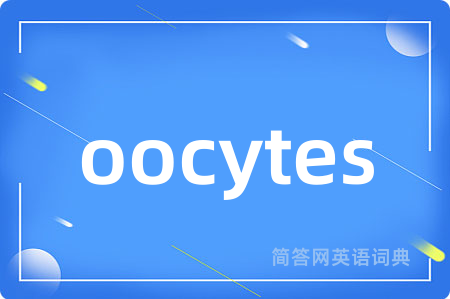 oocytes