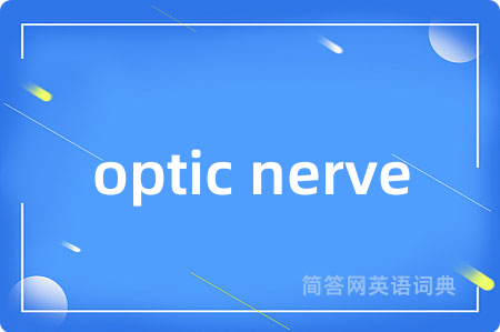 optic nerve