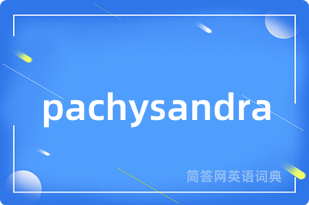 pachysandra是什么意思,pachysandra的中文翻译 pachysandra