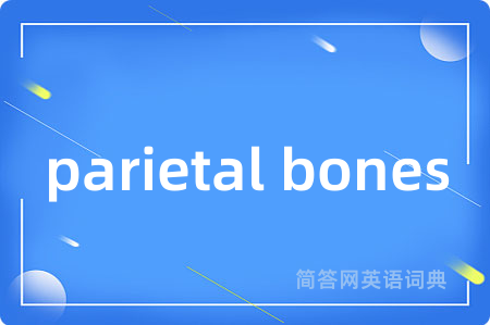 parietal bones