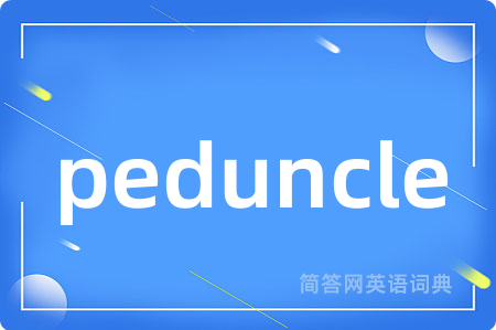 peduncle是什么意思,peduncle的中文翻译 peduncle