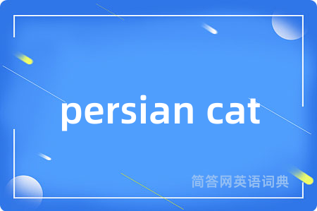 persian cat