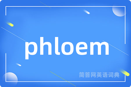 phloem