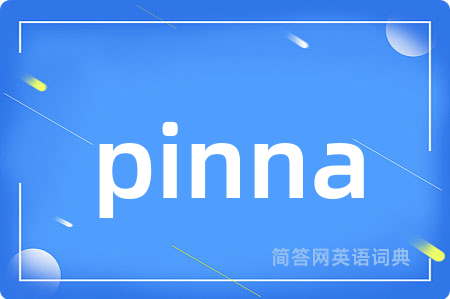 pinna是什么意思,pinna的中文翻译 pinna