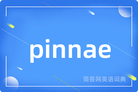 pinnae是什么意思,pinnae的中文翻译 pinnae