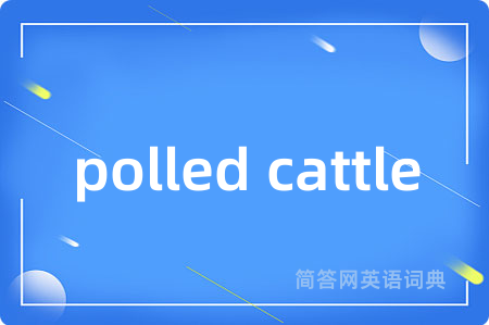 polled cattle