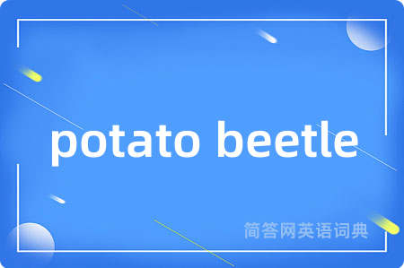 potato beetle