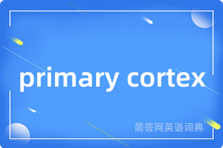primary cortex