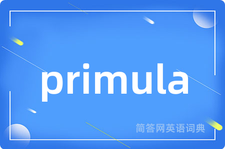 primula