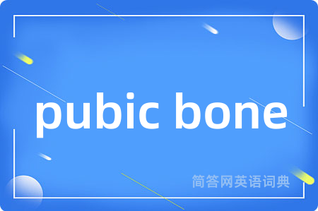 pubic bone