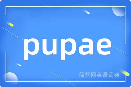pupae是什么意思,pupae的中文翻译 pupae