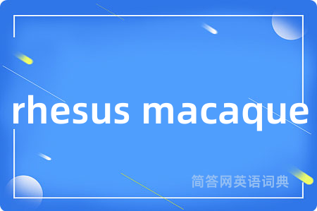 rhesus macaque是什么意思,rhesus macaque的中文翻译 rhesus macaque