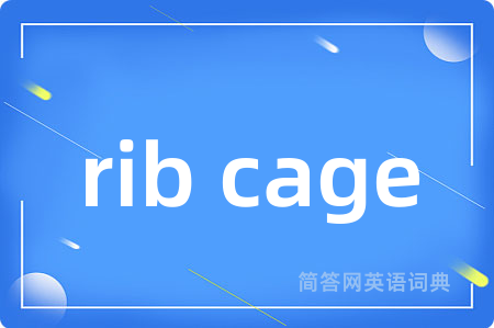 rib cage