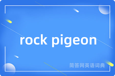 rock pigeon是什么意思,rock pigeon的中文翻译 rock pigeon