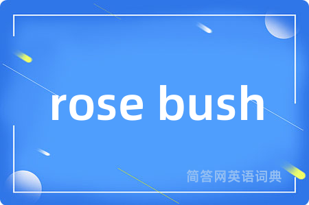 rose bush