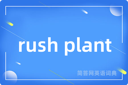 rush plant