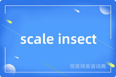 scale insect