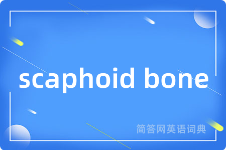 scaphoid bone