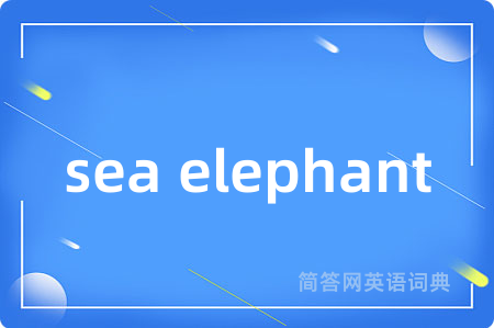 sea elephant