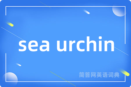 sea urchin