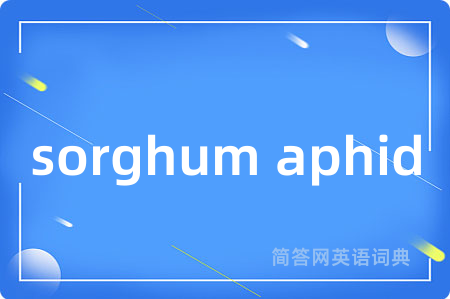 sorghum aphid