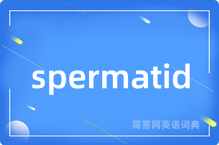 spermatid