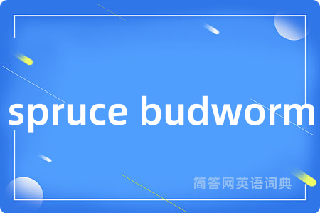 spruce budworm