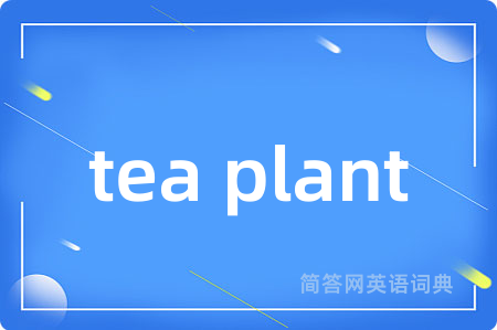 tea plant是什么意思,tea plant的中文翻译 tea plant