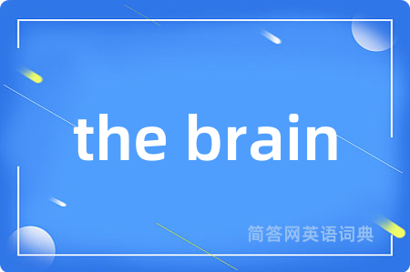 the brain是什么意思,the brain的中文翻译 the brain
