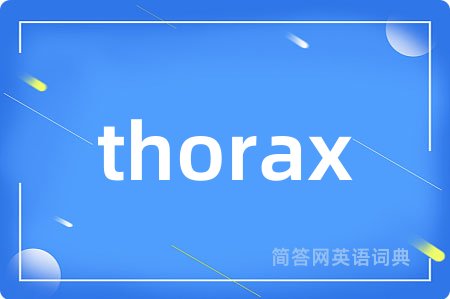 thorax