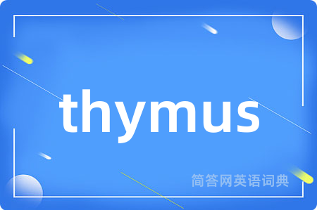 thymus
